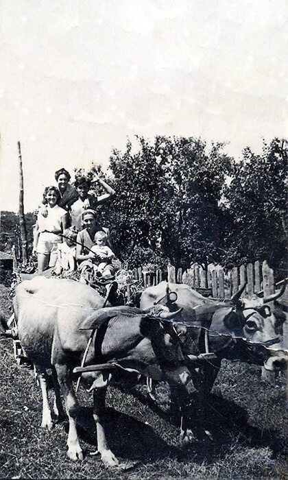 Buše vuku kola sa ljudima (fotografija rodbine Predraga Kovačevića)