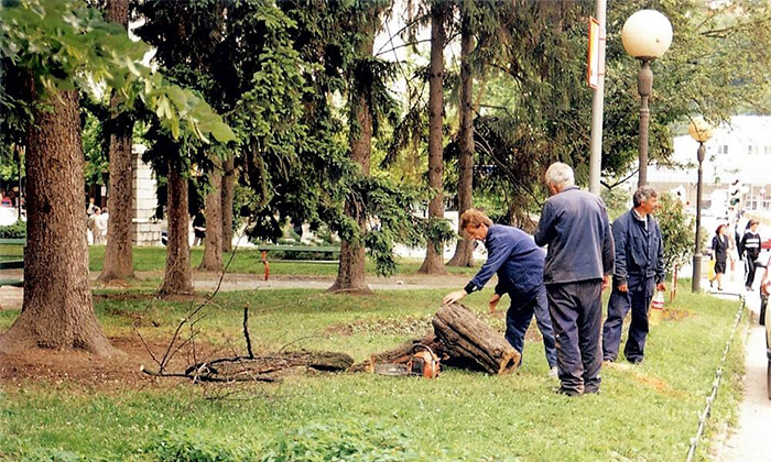 Borovi u Malom parku, januar 2000.