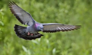 Njegovo veličanstvo golub je i znak mira (foto Vikipedija)