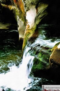 Скакавац,( теле на води), септембар 2008.год.