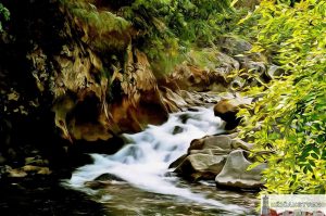 Шоље, август 2008.год.