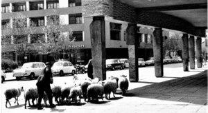 Tokom Urbanizacije Užica, stado ovaca na Trgu