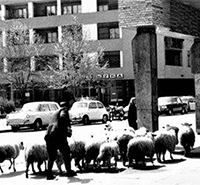 Tokom Urbanizacije Užica, stado ovaca na Trgu
