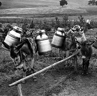 “Magareća posla”