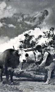 Rabadžija na radu u Turici. Foto V. Kovačević