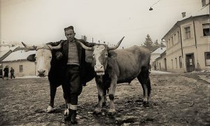 . Rabadđija poveo volove na potkivanje. Foto I Lazić