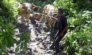 Težak posao rabadžije na Murtenici u 21 veku. Foto A. Dulanović