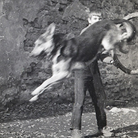 Najpametniji užički pas šezdesetih