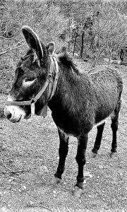 Privedeno Grozdino magare