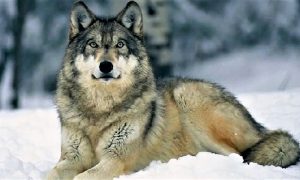 Vujo s Tornika vreba planinarku Crvekapicu