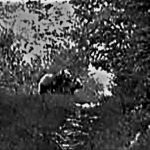 Medvedi na Murtenici. Foto Lovačko udruženje Zlatibor