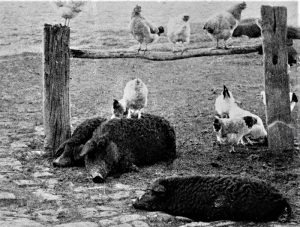 Koke i mangulice sa Megdana