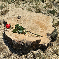 Sad kad više nema našeg drveta