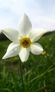 Njegovo veličanstvo Beli narcis-Zlatiborski narcis