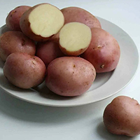 O Užičkom planinskom krompiru i njegovom pretku, zvanom “Đavolja biljka”